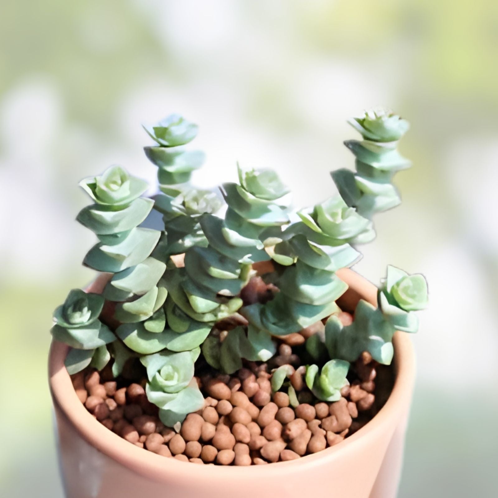 Crassula Perforata String of Buttons Succulent Plant 2" Live Rooted Indoor Garden Easy Care Houseplant