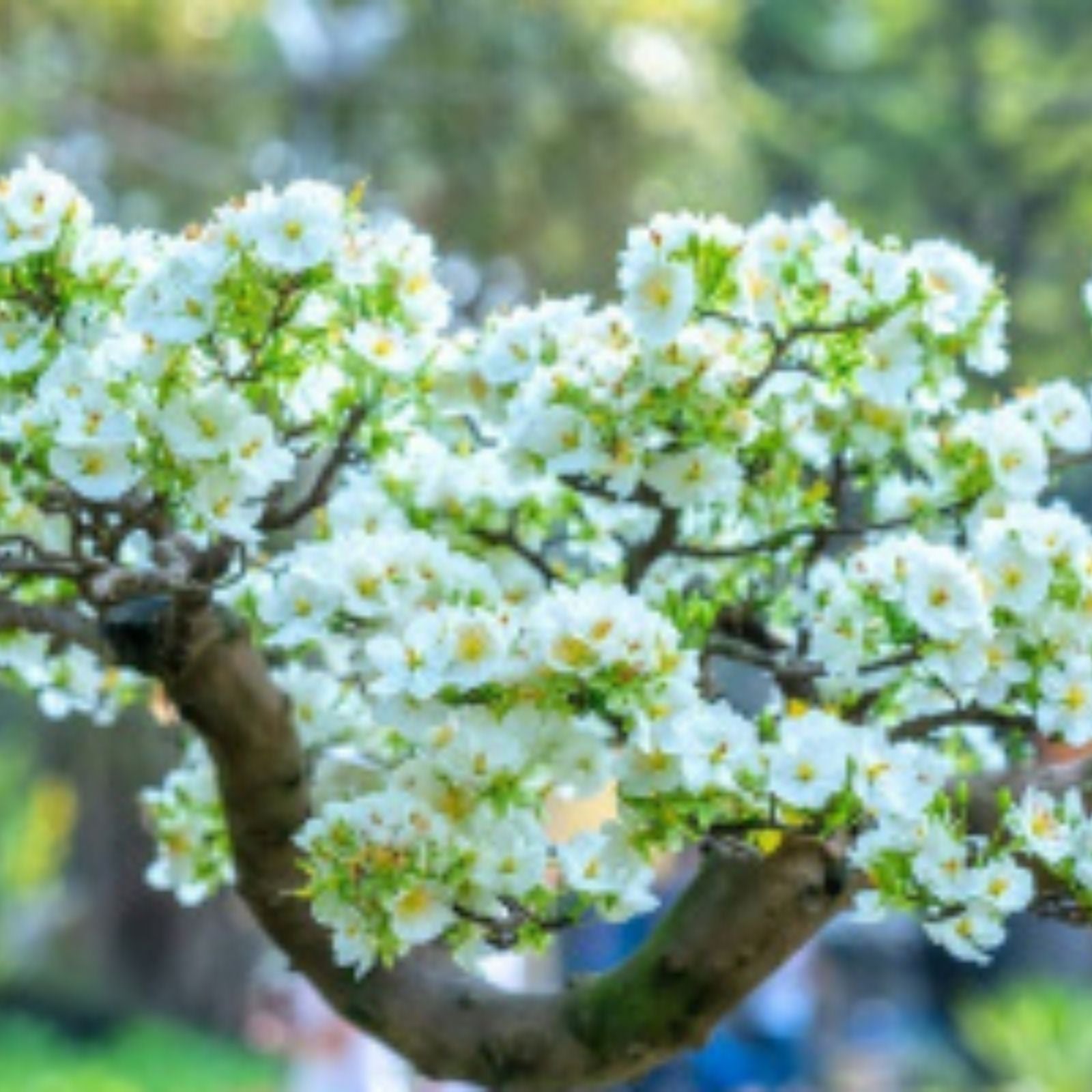 Apricot Bonsai Tree Seeds, 3 Large Seeds with Yellow Flowers, Prunus armeniaca, Fruit Tree Seeds for Gardening and Landscaping