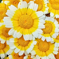 Garland Daisy Seeds Bright Yellow Asteraceae Live Plant Cutting Garden Flower Starter Plant