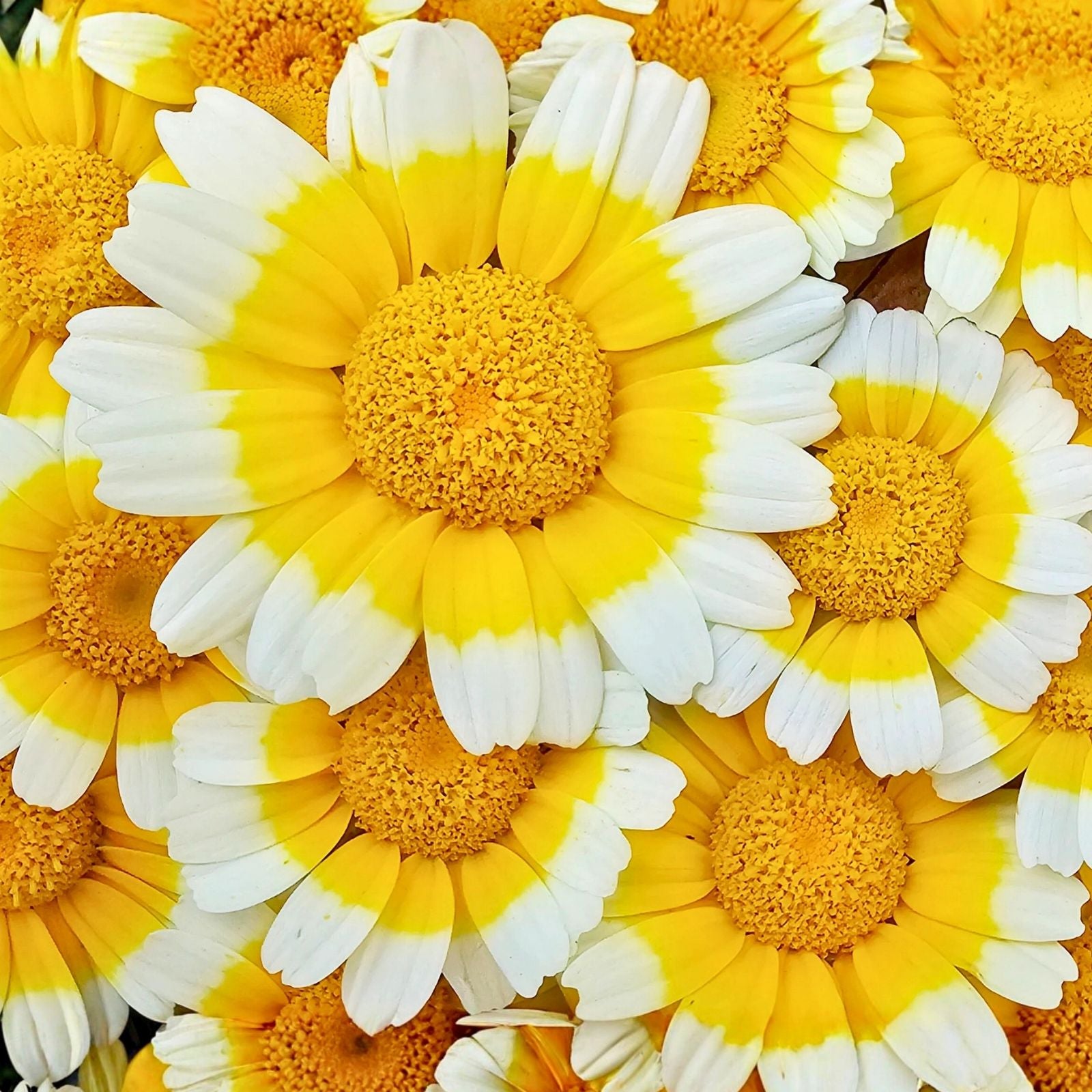 Garland Daisy Seeds Bright Yellow Asteraceae Live Plant Cutting Garden Flower Starter Plant