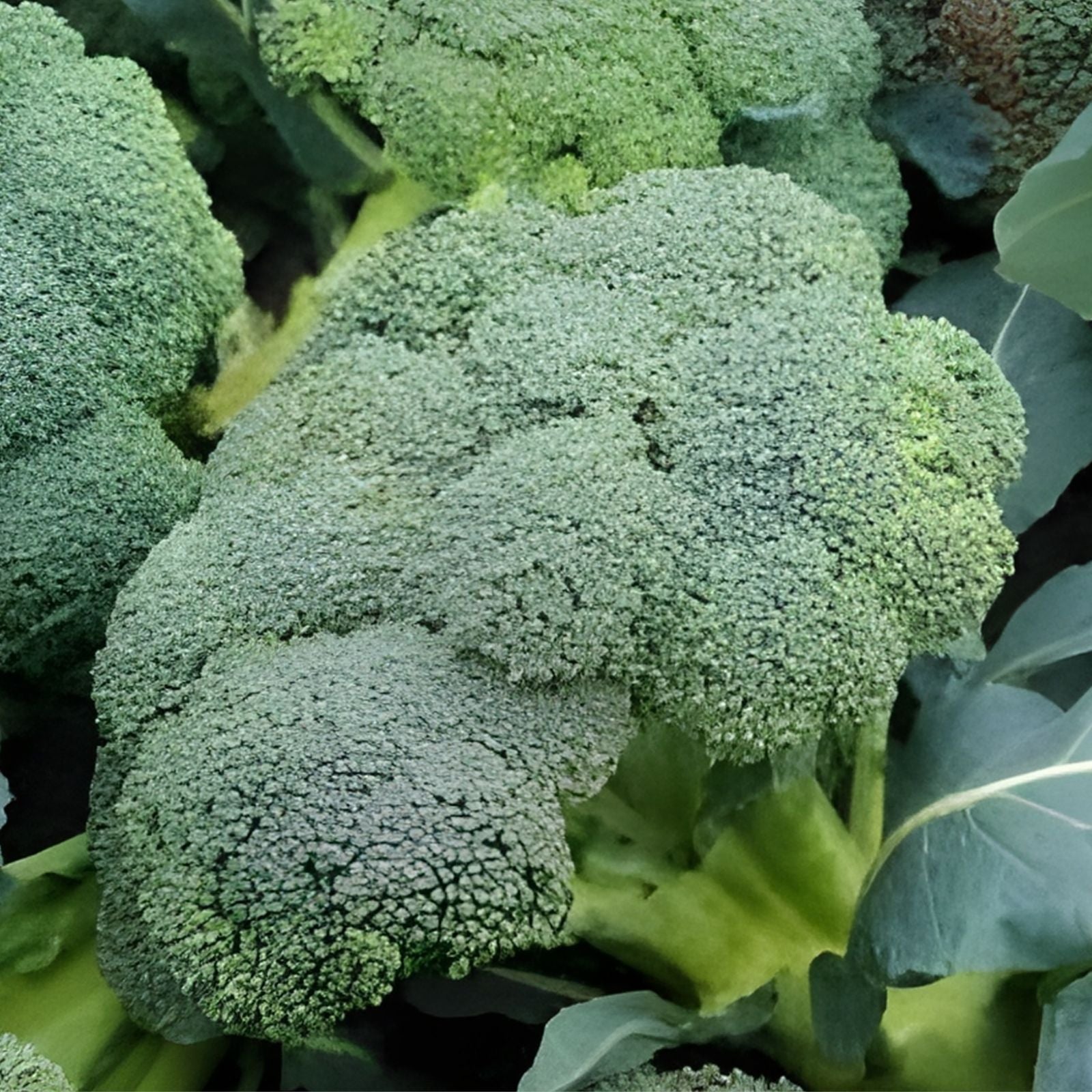 Broccoli Seeds Waltham 29 Organic Heirloom Vegetable Seeds for Gardening 500+ | Brassica oleracea Starter Plant, Live Plant, Cutting