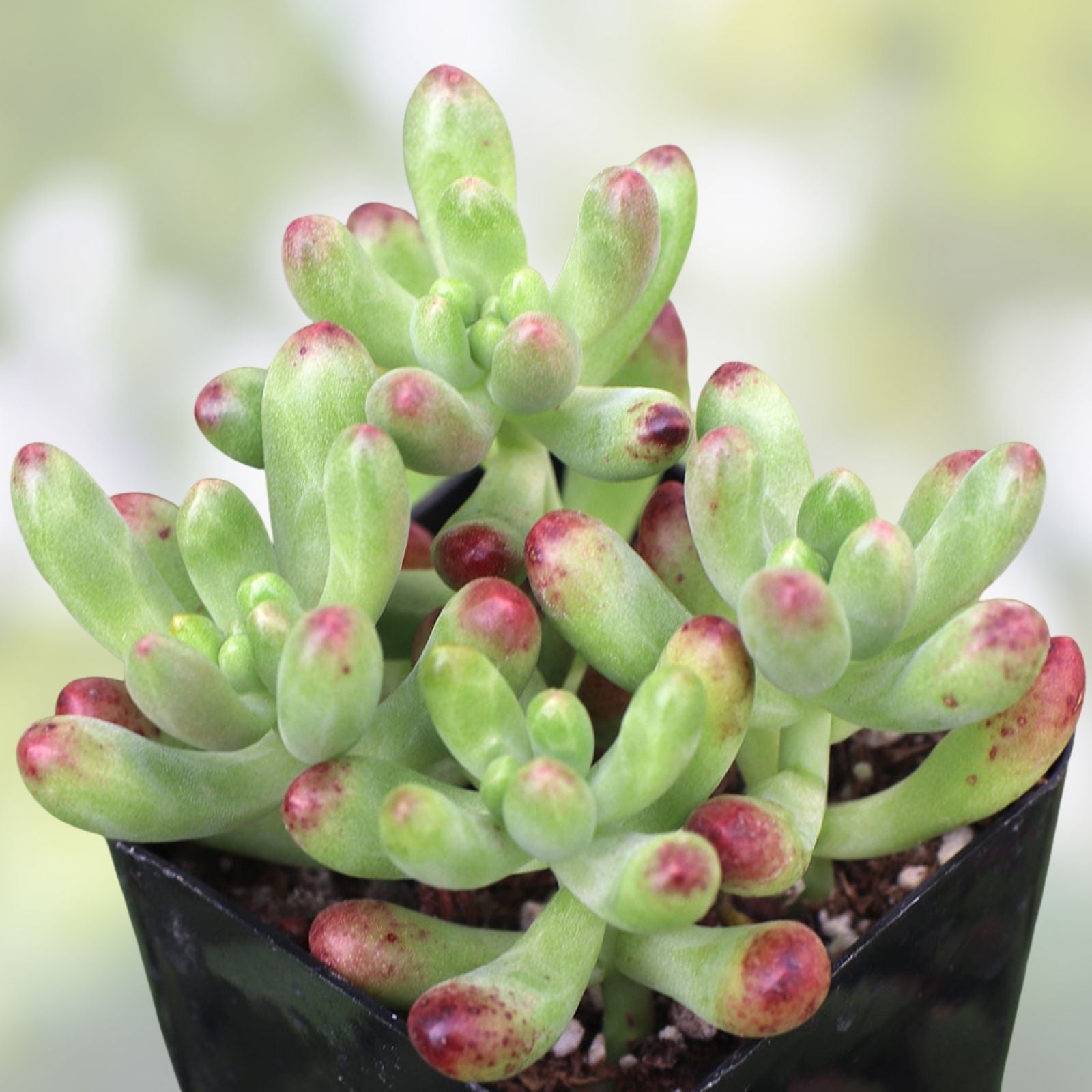 Sedum Salsa Succulent Plant Starter Drought-Tolerant Low-Maintenance Indoor Outdoor Garden Roots