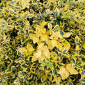 Blonde Variegated Winter Creeper Euonymus fortunei Live Plant Cuttings Set of 12 Ground Cover Vine