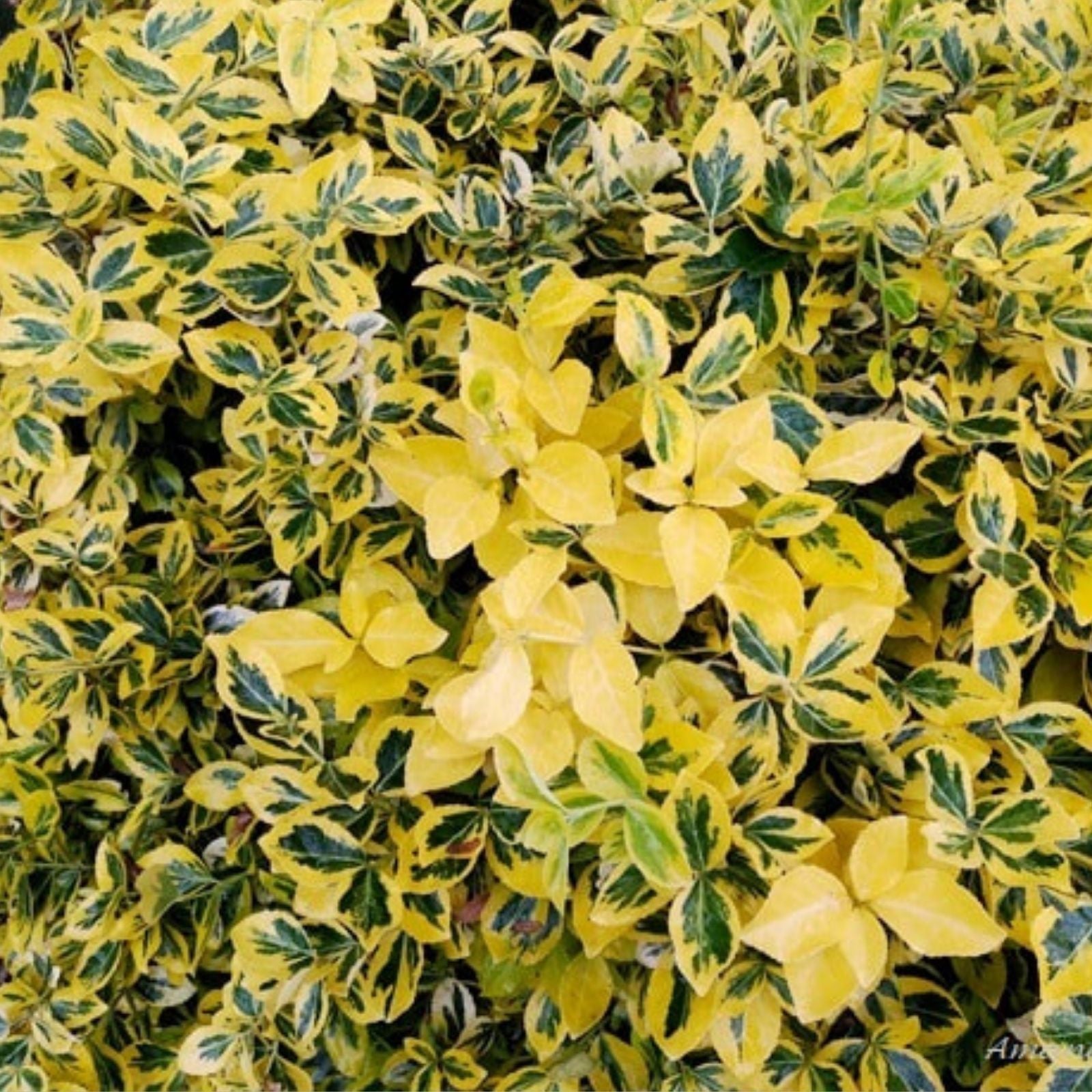Blonde Variegated Winter Creeper Euonymus fortunei Live Plant Cuttings Set of 12 Ground Cover Vine