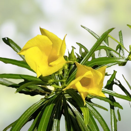 Lucky Nut Bush Seeds 5 Pack | Thevetia peruviana Tropical Flowering Plant | Live Seeds for Gardening and Landscaping