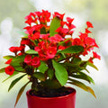 Crown of Thorns Cutting Bright Red Stem Euphorbia milii Succulent Indoor Plant Starter 1 Count