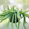Medusa Dog Tail Cactus Cuttings 5 Unrooted Succulent Plants, Cola de Perro, Selenicereus, Houseplant, Live Plant, Starter Plant