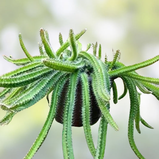 Medusa Dog Tail Cactus Cuttings 5 Unrooted Succulent Plants, Cola de Perro, Selenicereus, Houseplant, Live Plant, Starter Plant