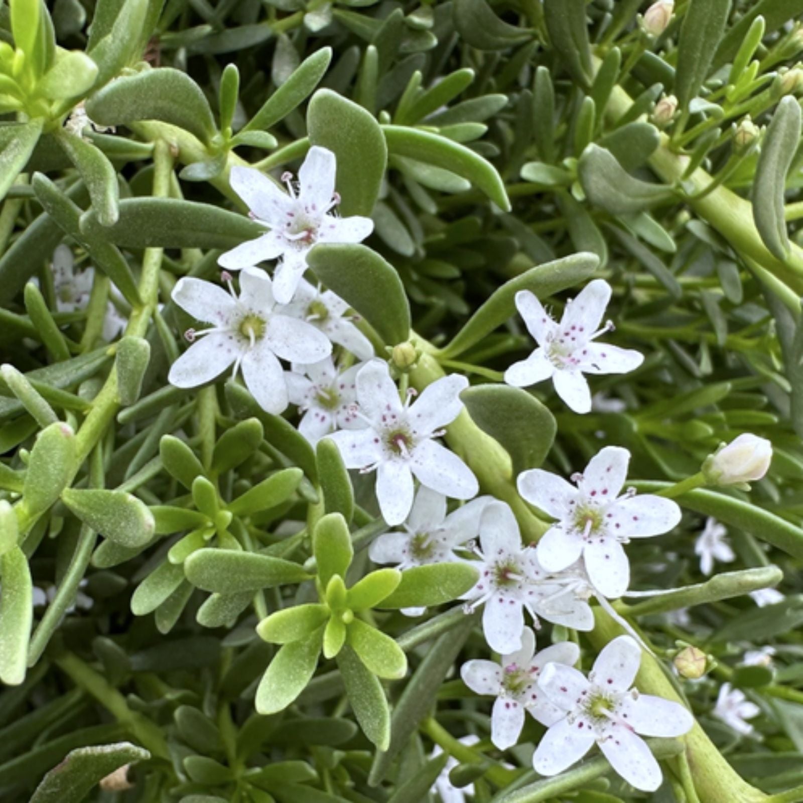 Creeping Boobialla Cuttings Myoporum Parvifolium Native Myrtle Ground Cover Plant 10 Pack