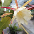 Epiphyllum Orchid Cactus Cuttings 6 Pack White Pink Crenatus Variety Live Succulent Houseplant