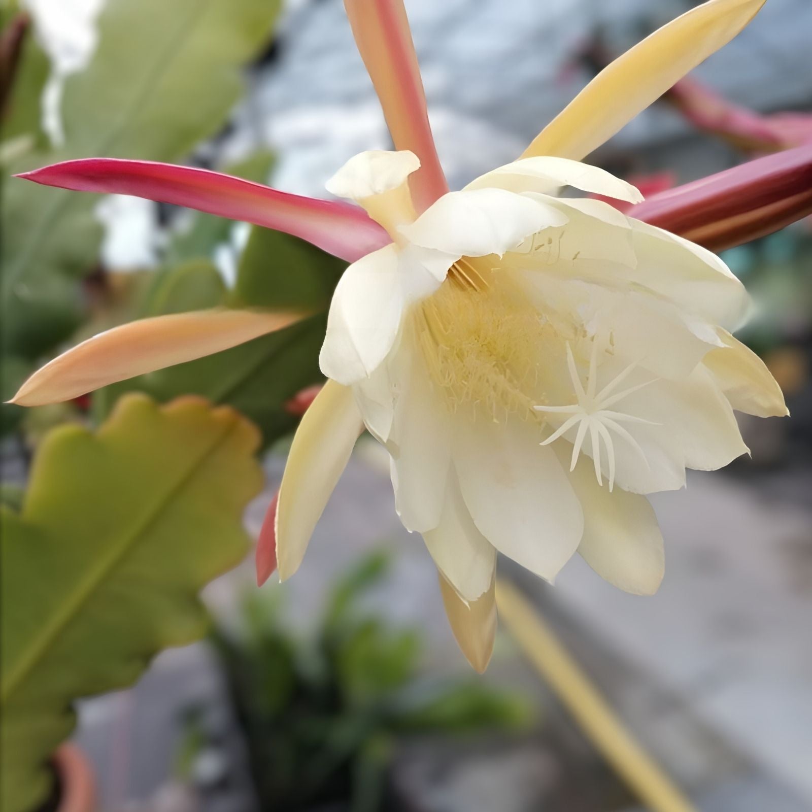 Epiphyllum Orchid Cactus Cuttings 6 Pack White Pink Crenatus Variety Live Succulent Houseplant