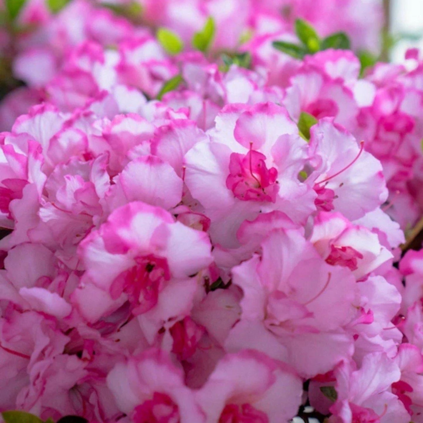 Encore Autumn Kiss Azalea Starter Plant – Deciduous Rhododendron x 'Autumn Kiss' Live Houseplant, Fresh Stock