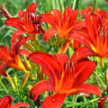 Red Giant Daylily Plants - 3 Bare Root Hemerocallis 'Red Giant' - Perennial Flowering Garden Plants