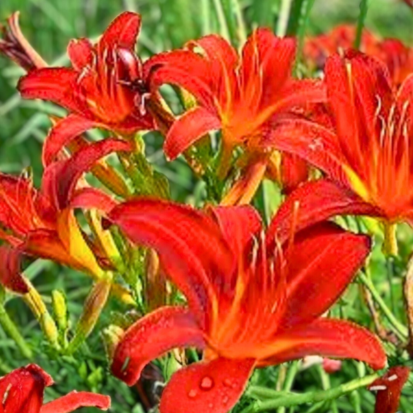 Red Giant Daylily Plants - 3 Bare Root Hemerocallis 'Red Giant' - Perennial Flowering Garden Plants