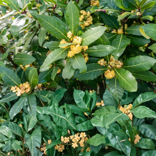 Laurus nobilis Bay Laurel Tree Cuttings 50 Pack Herb Live Plant Starter Bare Root Houseplant Fast Shipping