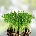 Dundale Pea Sprouting Seeds 12oz Organic Non-GMO, Pisum sativum, Live Plant, Sprout Seeds for Healthy Eating