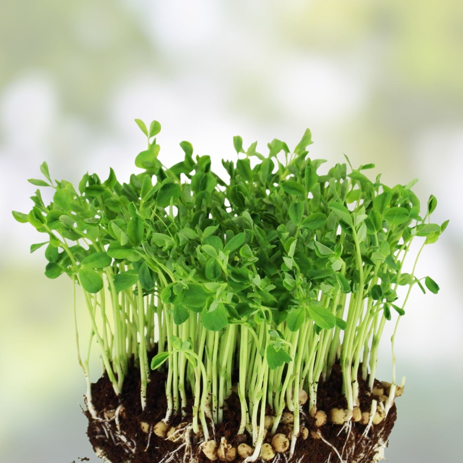 Dundale Pea Sprouting Seeds 12oz Organic Non-GMO, Pisum sativum, Live Plant, Sprout Seeds for Healthy Eating