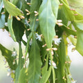 Rare Rhipsalis goebeliana Cuttings – Jungle Cactus Plantlets, 6” Live Indoor Houseplant for Collectors