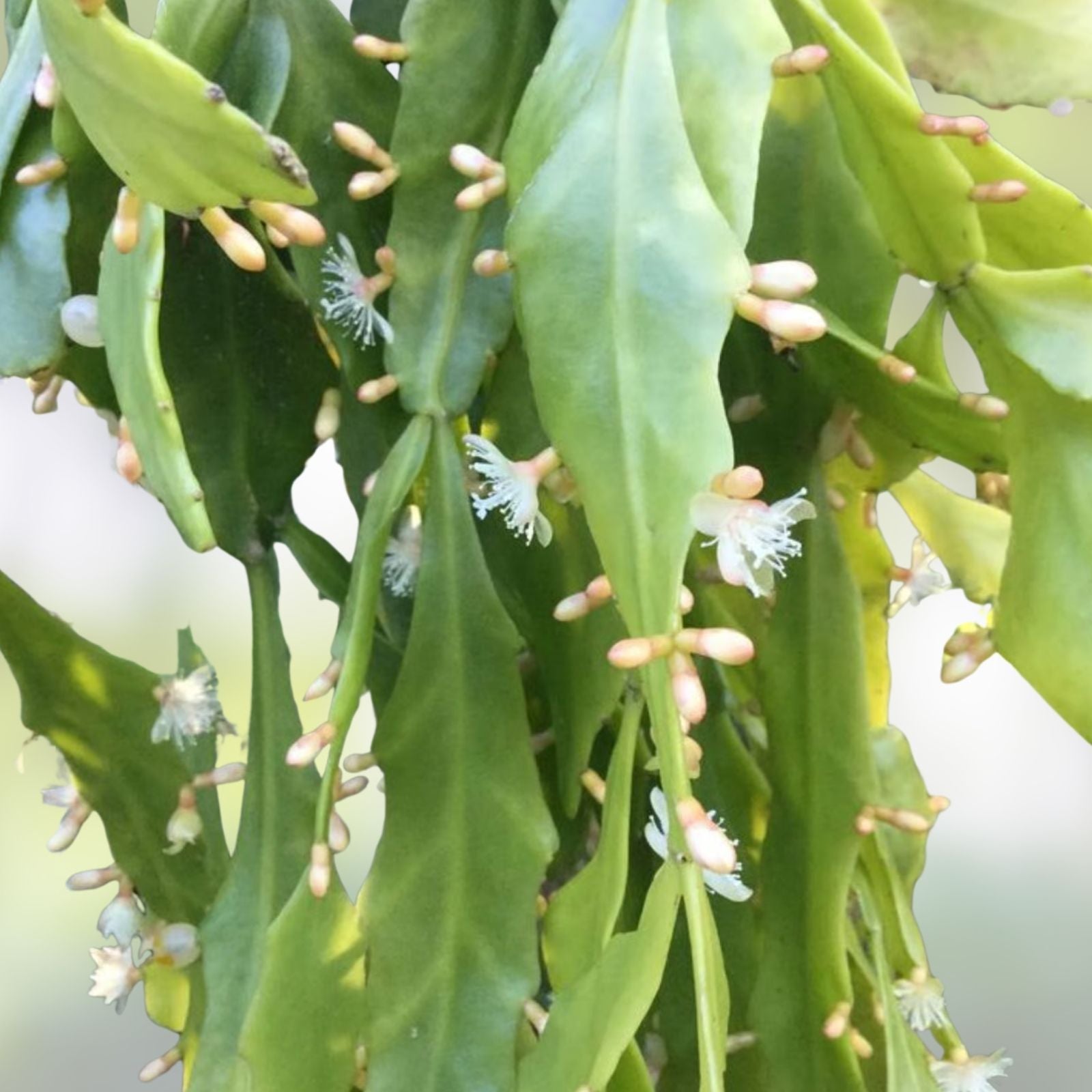 Rare Rhipsalis goebeliana Cuttings – Jungle Cactus Plantlets, 6” Live Indoor Houseplant for Collectors