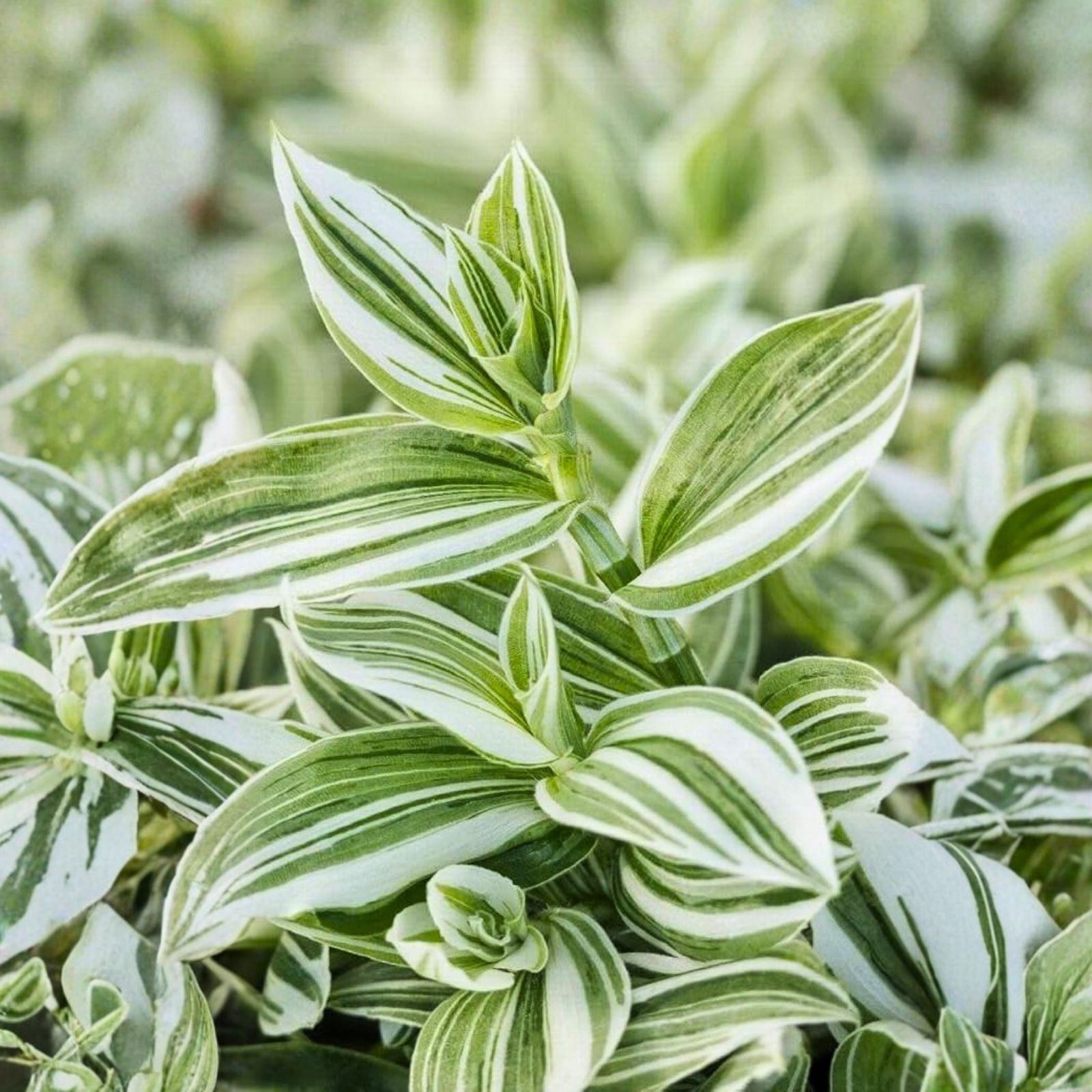 Wandering Jew Plant Cuttings - Tradescantia Zebrina - Live Indoor Houseplant - Easy Care Starter Plant - Green Cutting