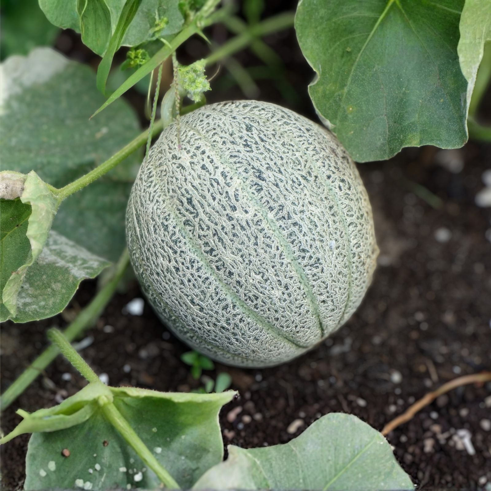 Muskmelon Seeds 100 Pack Edisto 47 Sweet Heirloom Non-GMO Cantaloupe Variety Cucumis melo Live Plant or Seed