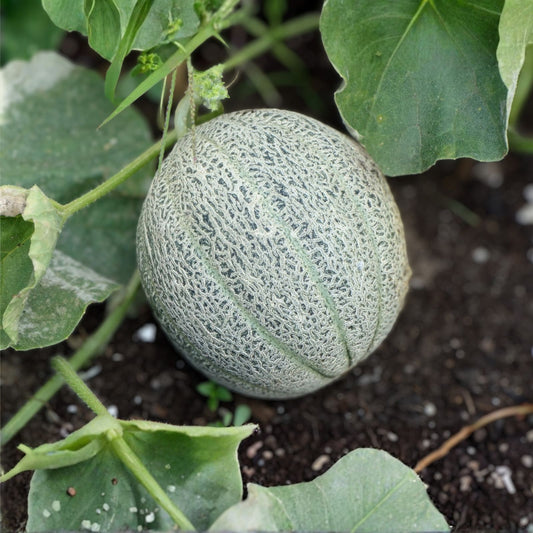 Muskmelon Seeds 100 Pack Edisto 47 Sweet Heirloom Non-GMO Cantaloupe Variety Cucumis melo Live Plant or Seed