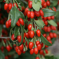 Goji Berry Cuttings Bulk 100 Pack Lycium barbarum Live Plant for Gardening Landscaping Starter Plant