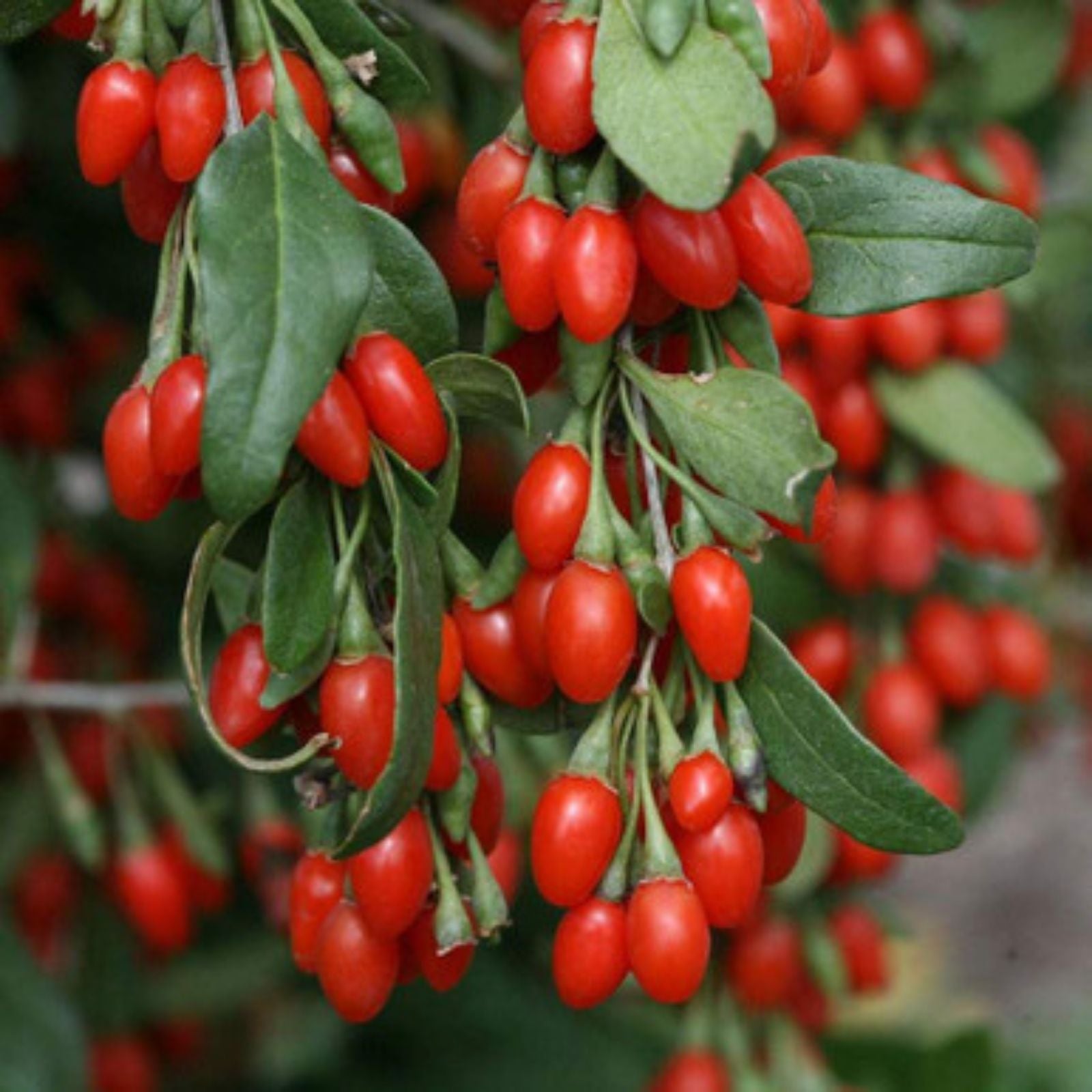 Goji Berry Cuttings Bulk 100 Pack Lycium barbarum Live Plant for Gardening Landscaping Starter Plant