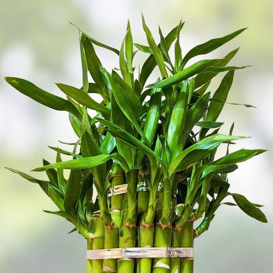 Lucky Bamboo Plant in Panda Desk Planter | Indoor Dracaena sanderiana for Office Decor | Live Houseplant or Cutting