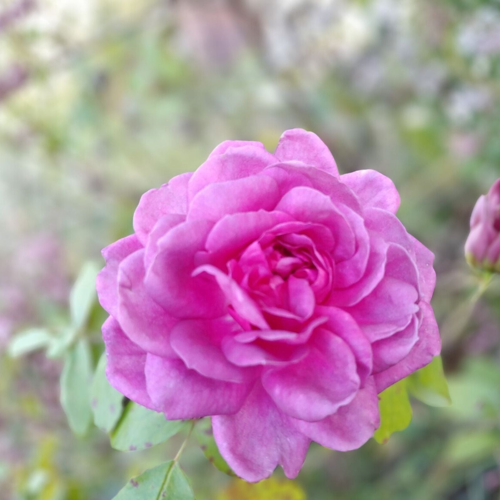 Lavender Crush Rose Cuttings 4-6" Edible Flowers Garden Plant Live Starter Bare Root