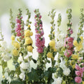 Hollyhock Seeds Mix - Organic Summer Carnival Alcea rosea Live Plant Cutting Bare Root Starter Plant