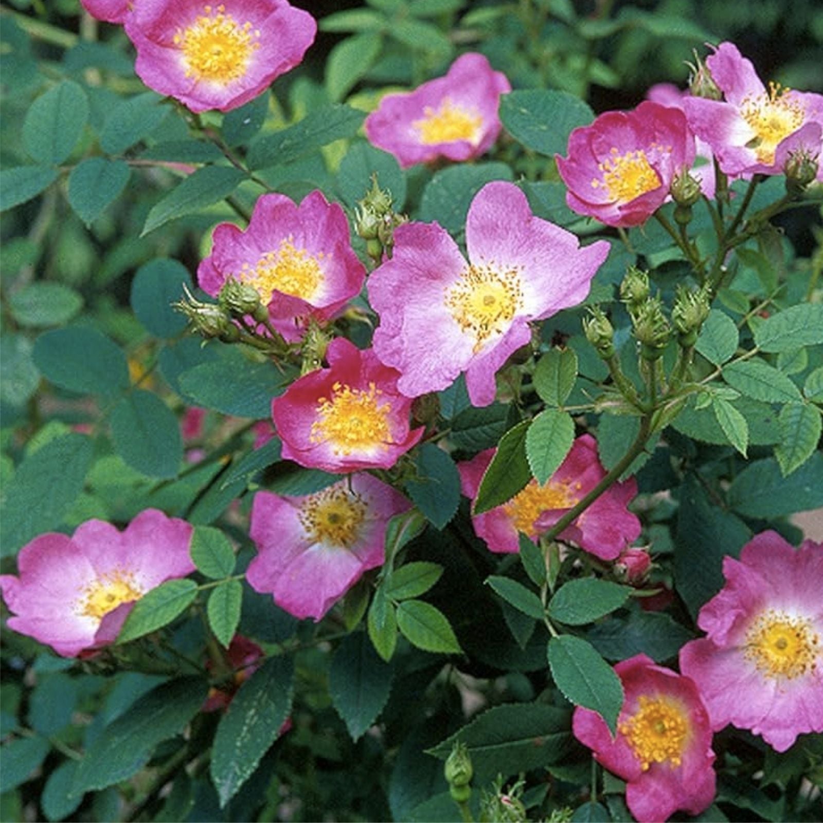 Rosa Canina Pink Flowering Rosehip Seeds Wild Rose Bush Live Plant Cutting Bare Root Starter Plant