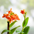 Epidendrum Orchid Cuttings Dark Yellow Live Plant Indoor Houseplant Gardening Floral Arrangement