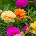 Double Orange Portulaca Oleracea Purslane Live Plant - Vibrant Succulent Ground Cover - Starter Plant, Bare Root, Houseplant