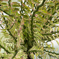 Devil's Backbone Euphorbia Tithymaloides Live Plant & Cuttings – Houseplant, Starter, Bare Root, Propagation
