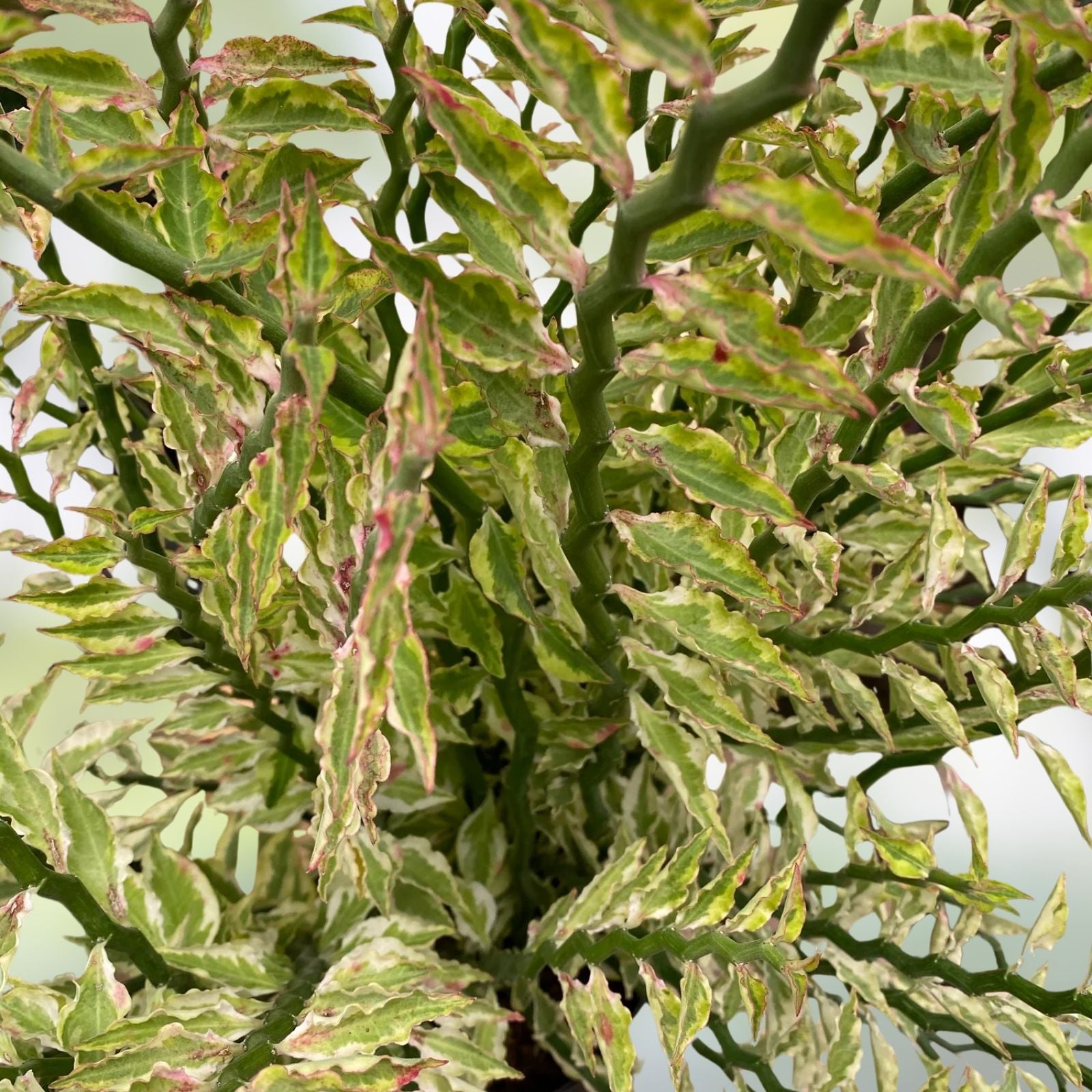 Devil's Backbone Euphorbia Tithymaloides Live Plant & Cuttings – Houseplant, Starter, Bare Root, Propagation