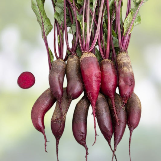 Organic Beet Seeds for Microgreens 8 oz Non-GMO Beta vulgaris Healthy Starter Plants Gardening