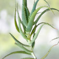 Bulk Aloe Arborescens Stem Cuttings, Medicinal Succulent, Natural Healing Aloe Vera Plant, Aloe Arborescens, New Harvest Quality