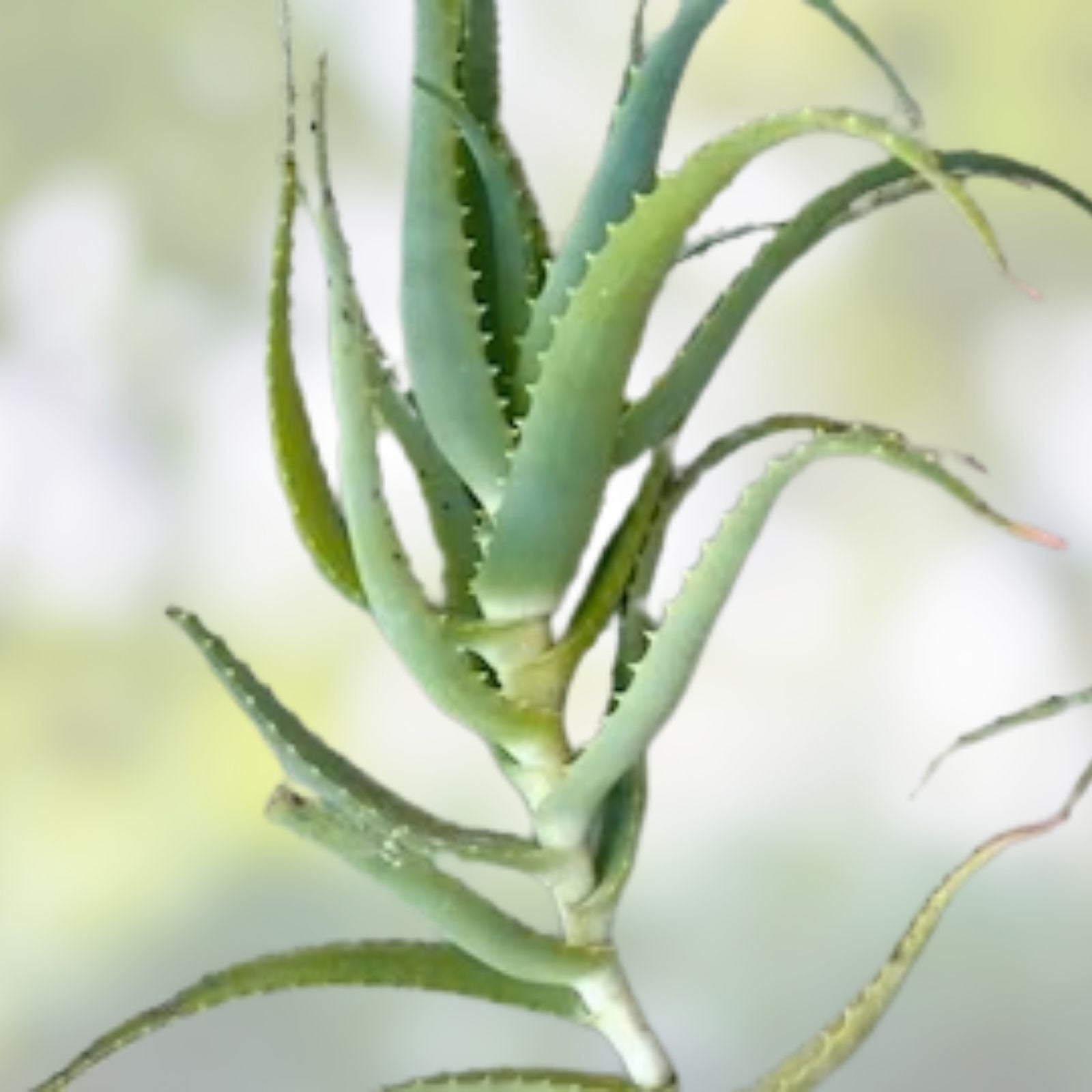 Bulk Aloe Arborescens Stem Cuttings, Medicinal Succulent, Natural Healing Aloe Vera Plant, Aloe Arborescens, New Harvest Quality