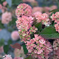 Kern's Pink Viburnum Plant 12-16in Pink Snowball Flowers Viburnum plicatum f. plicatum 'Pink' Live Shrub Zones 5-8