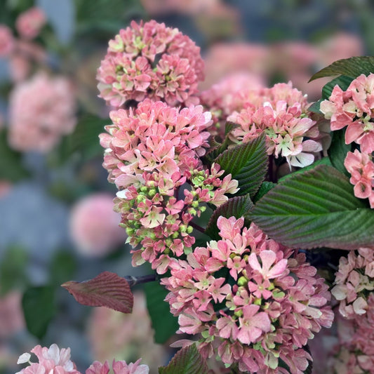 Kern's Pink Viburnum Plant 12-16in Pink Snowball Flowers Viburnum plicatum f. plicatum 'Pink' Live Shrub Zones 5-8