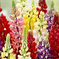 Giant Sweet Pepper Seeds 30 Pack Ozark Variety Capsicum annuum Bell Peppers for Home Gardening - Fast Growing