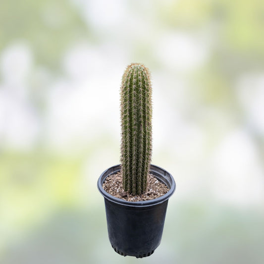Live Torch Cactus Cuttings - Single Pups 1-3in Tall - Echinopsis Spachiana Succulent for Home Decor - Easy to Grow