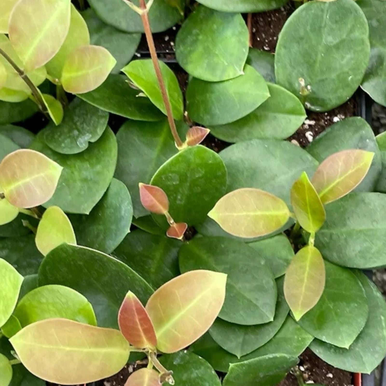 Hoya Plant 2.5" Green Hoya australis Rare Rooted Indoor Houseplant, Live Succulent, Fast Growing
