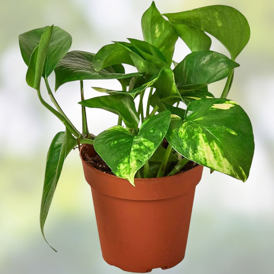 Golden Pothos Live Plant Cuttings – 5 Rooted Epipremnum aureum Indoor Outdoor Houseplant Starter