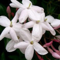Pink Jasmine Starter Plant Jasminum Polyanthum Live Indoor Outdoor Fragrant Garden Plant