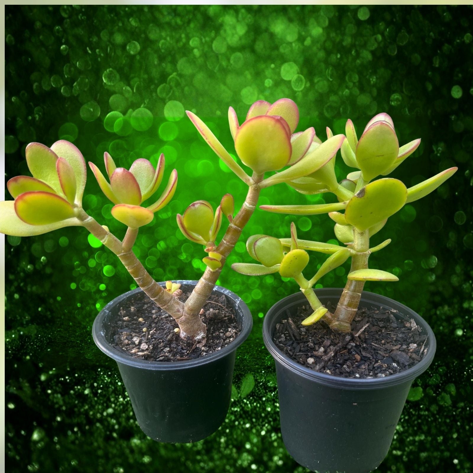 Crassula multicava Green Fairy Jade Succulent Cuttings 2" Live Indoor Plant Easy Care Starter Houseplant