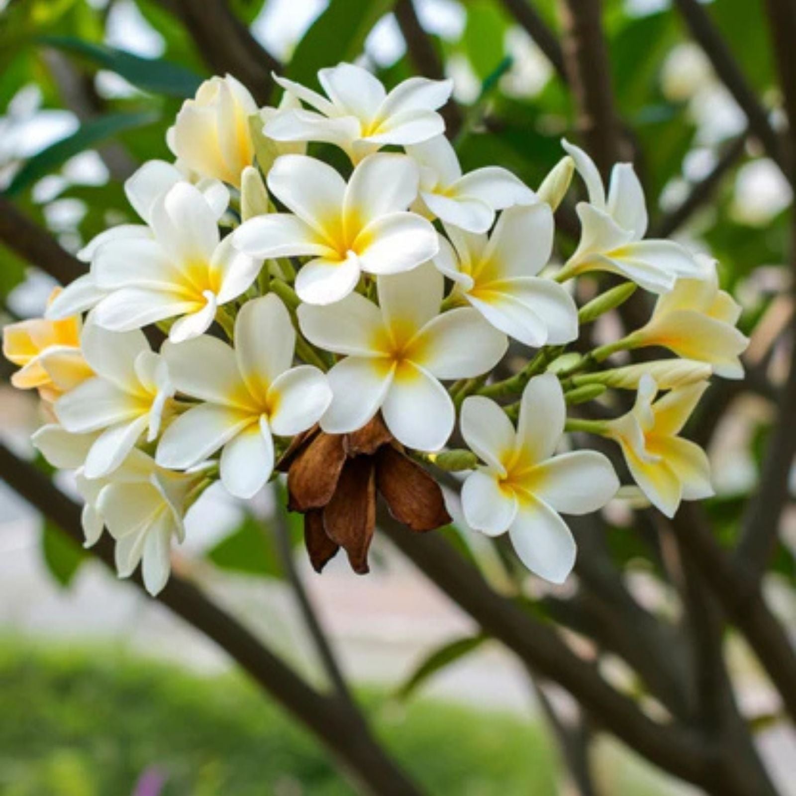 Plumeria Plant 6-10" Live Tropical Flowering Plant Fragrant White Yellow Center Garden Houseplant