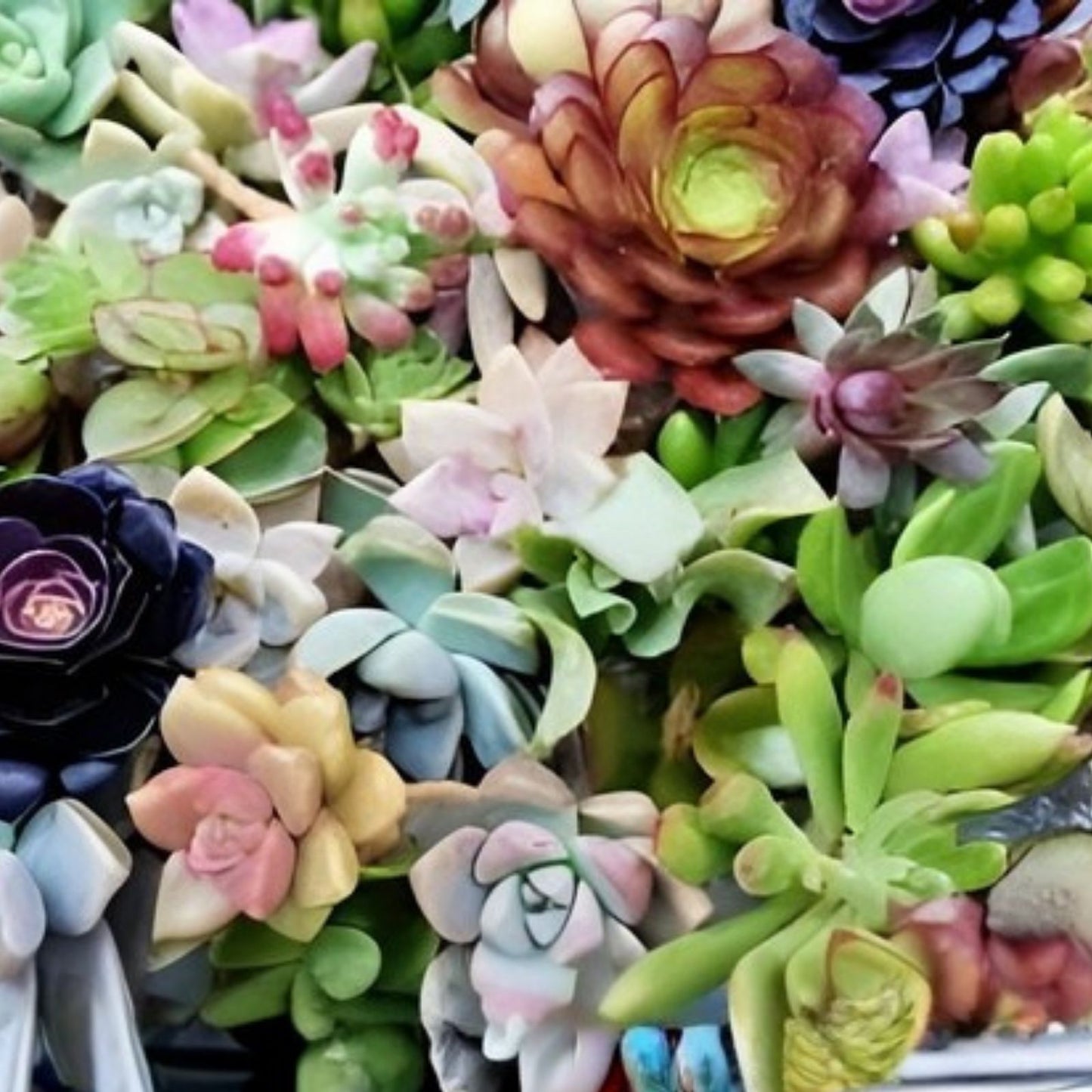 Assorted Succulent Cuttings 5x5x5, Live Indoor Outdoor Plants, Garden Decor, Healthy Mixed Succulents, Starter Plants, Non-GMO