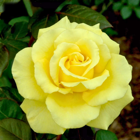 Yellow Texas Rose Cuttings 3 Pack - Rosa spp. Live Plant, Garden Flower Propagation, Rooting Starter Plant, Houseplant